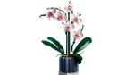 Orchid - Image 3