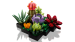 Succulents - Image 3
